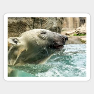 Head of Polar bear above water Sticker